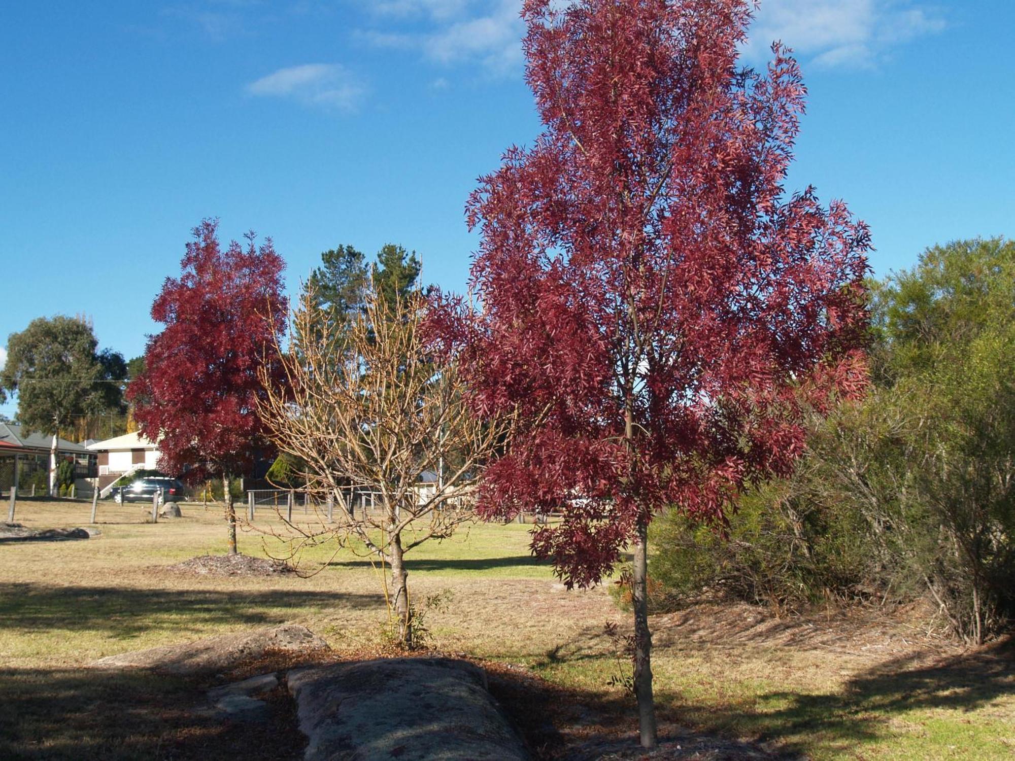 Boulevard Motel Stanthorpe Zewnętrze zdjęcie